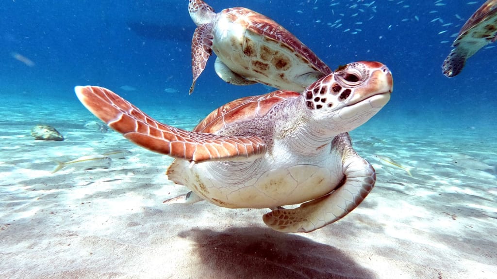 Two sea turtles swimming underwater over a sandy ocean floor.